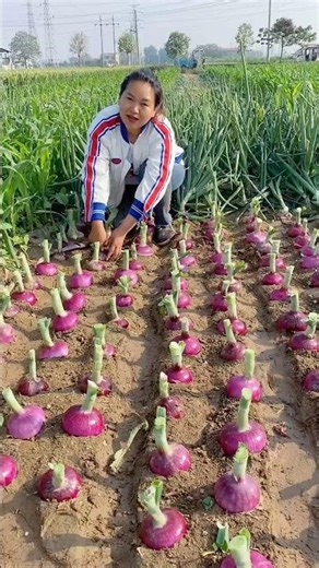 How Farmers Harvest Vegetables Fast 🌾🔥#usa #farming #shorts
