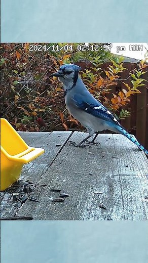 A Blue Jay Screaming Loud! - #shorts