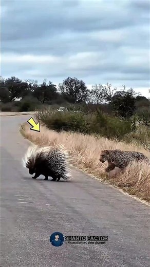 Porcupine Facts.? How do porcupine quills work,🦔 #shorts #viral #facts
