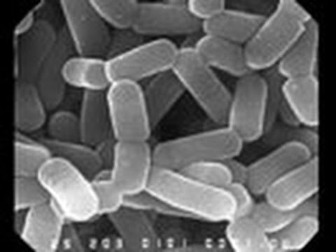 微生物はすごい！ （３）からだの中の微生物