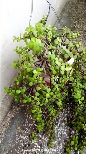 If you have a Crassula plant at home, keep it in proper sunlight, if you keep it inside, the plan...