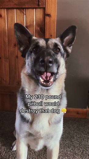 Powerful and Agile Dog Breeds: Pitbull vs German Shepherd