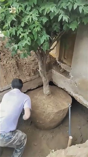 Amazing Process of Digging Peony Plants for Transplant 🌿✨
