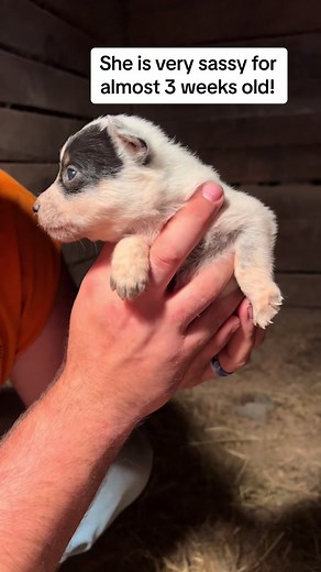 My dads litter of pups are very feitsy this time around! She is the most talkative and cutest!! #puppiesoftiktok #heelersoftiktok #heelerpuppy #blueheeler #blueheelersoftiktok #farmdogs #puppy #puppytalkin
