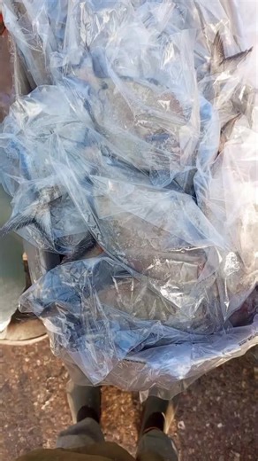 Frozen Black Pomfret: Essential Fish Information