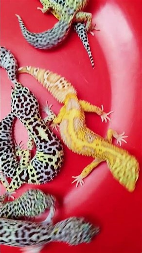 Leopard geckos #gecko #reptiles #lizard #leopardgecko