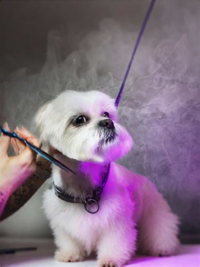 How to Groom a Shih Tzu at Home: Tips and Techniques