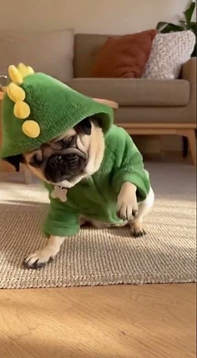 Pug HATES His Dinosaur Costume 😂