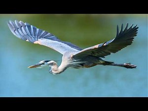 Heron Adaptations: Migration and Survival Strategies in Diverse Habitats