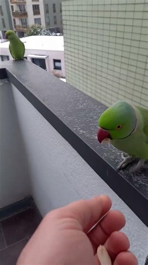 Wild Parrot Winter feeding indian Ringneck Halsbandsittich Alexandersittich #parrot #birds #nature