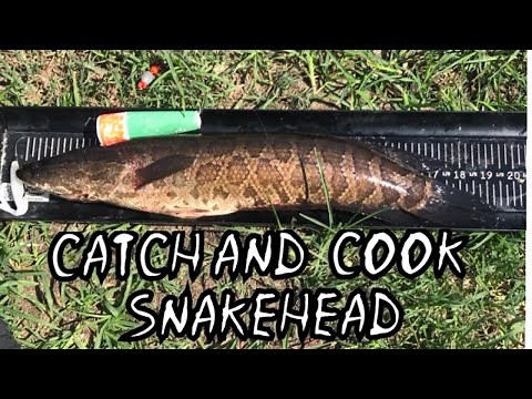 CATCH & COOK: Does The INVASIVE SNAKEHEAD Taste Better Than Cod?