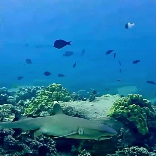 Whitetip Reef Shark of the Day 4k | MEGA Lab Cam | Hawaii live #like #share #youtubeshorts