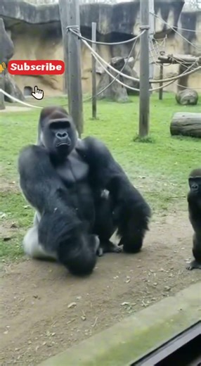 Baby Gorilla HIT His Dad With a Bat… Then This Happened 😂