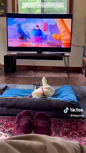 I watched this at least 50x before posting it 😂 Source: IG/finger_lakes_forest_farm #ducks #duckoftiktok #tiktok #petsoftiktok #funnyanimals #pets #duckies #wildlife #nature #duckmemes #duckmeme #meme #memes #memestiktok #lazyday #monday #mondaymotivation