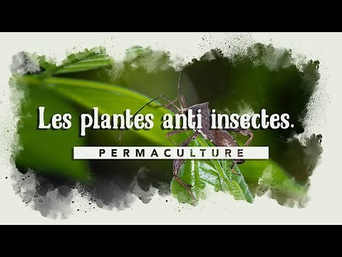 Les 10 plantes qui repoussent les insectes au potager!