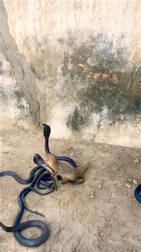 Black King Cobra Meets Silver Mongoose | Nature’s Ultimate Showdown