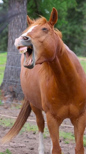 Horse Laughs: Rocky's Hilarious Jokes on National Smile Day