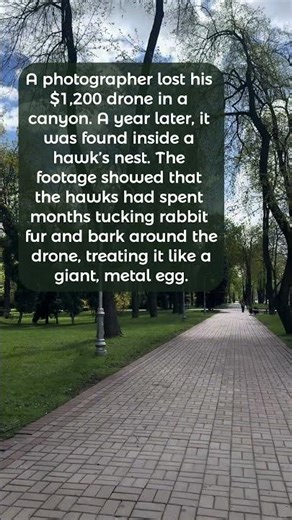 My $1,200 drone was REBORN! 🦅🚁🥚