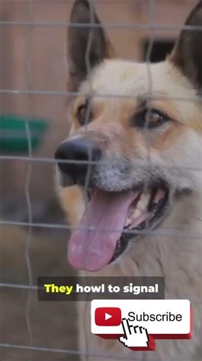 Why dogs bark, howl or dig?