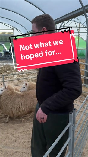 Sheep Farming Scanning Day Experience Overview