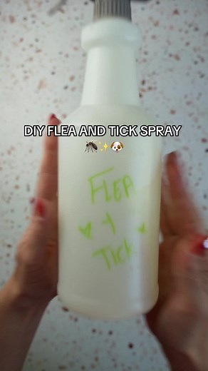 🚨 This is not a flea and tick prevention just a repellent 🚨 Summer = fleas and ticks make sure youre checking regularly with a fine tooth comb and keeping your dog protected! #fleaspray #diyflearepellent #dogspray#tickrepellent #tickremoval #athomefleaspray#dogswithfleas #dogmusthaves #checkforticks #dogsinsummer