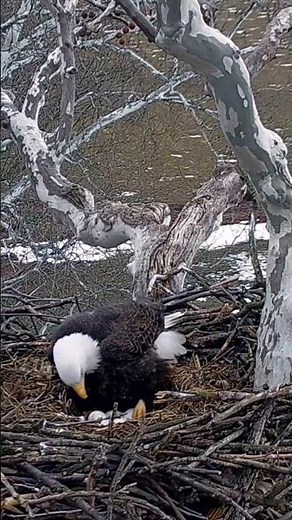 #PA Farm Country Eagles ~ Rare 4 egg clutch laid ~ Feb, 2026 / HDonTap #eaglecams #baldeagles