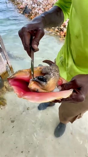 Foodporn ™ on Instagram: "We’re in the Bahamas to learn how to harvest a conch from Derek, a Bahamian local 🐚 With @mr.bluelife"