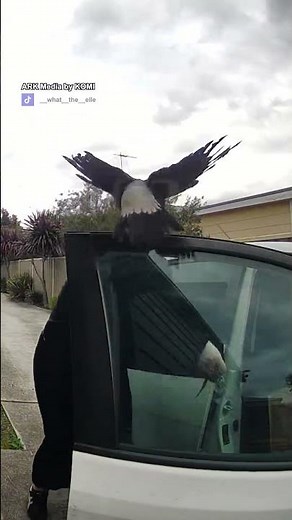 That's one angry Magpie 😂