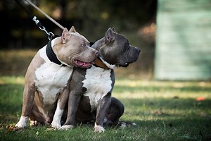 American Bully Colors: 5  Wonderful Colors & Combinations