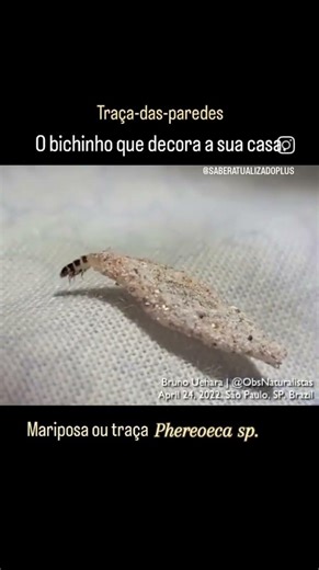 Aquele bichinho que fica enfeitando o teto e as paredes da sua casa. 😌 #biologia #animais