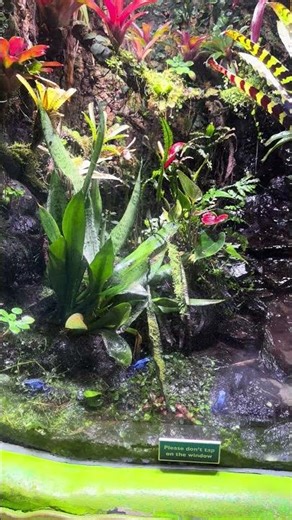 Blue poisonous dart frogs