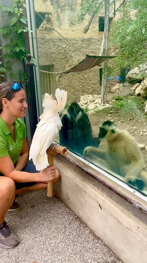 The gibbons met a feathery friend! 🥰 | San Antonio Zoo