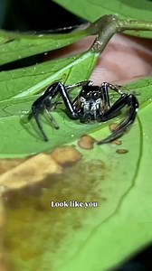 28K views · 568 reactions | What them tree hoppers up to? Just a casual interaction between some friends in the Vietnamese jungle  with critters at every turn Having the time of my life out here #animals #wildlife #nature | Wild Attractions | Facebook