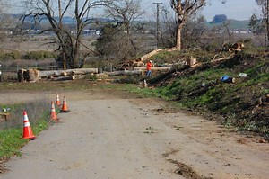 Eucalyptus Trees Cut Down Along South Petaluma Boulevard