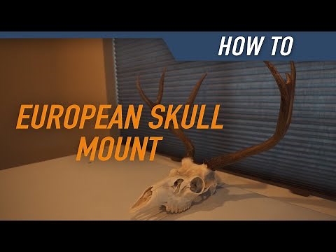 How to Clean a Deer Skull - European Skull Mounts