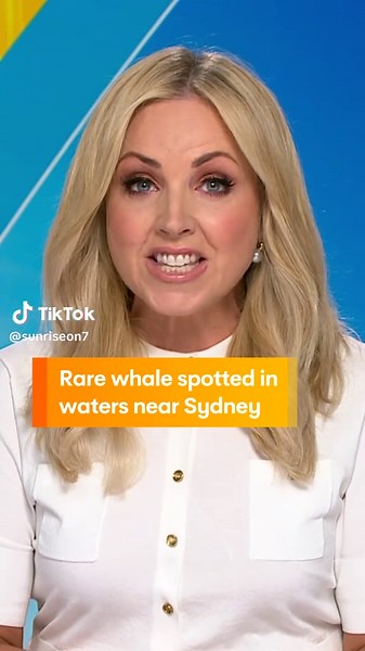 Rare Antarctic Minke Whale Spotted Off Sydney