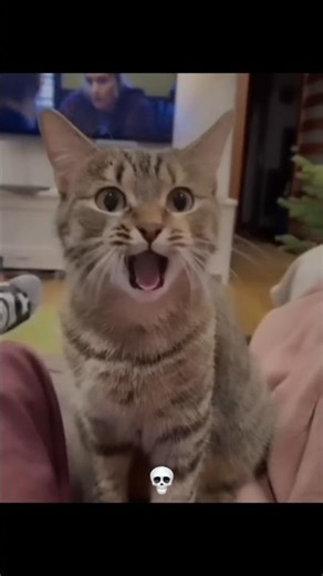 Cats acting like humans ☠️