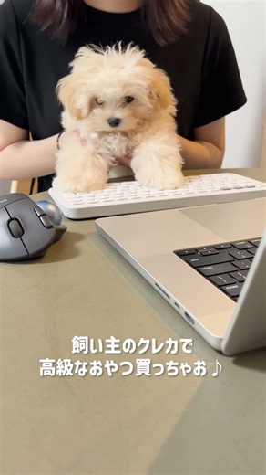 飼い主のクレカで高級おやつを買うイッヌww #マルプー #puppy #子犬 #かわいい #maltipoo