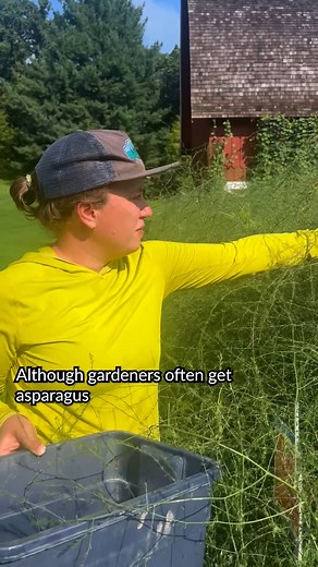 (Part 1) This year, we are growing and harvesting asparagus seeds at Heritage Farm! Asparagus plants produce small berries that are ready for harvest in late summer or early fall when the berries turn from green to red. Since asparagus is perennial, home gardeners typically wouldn’t harvest and save seeds from plants. In fact, this asparagus patch was first planted on the farm in 1985 and comes back every spring! Watch this video to learn more about harvesting asparagus berries! #asparagus #Aspa