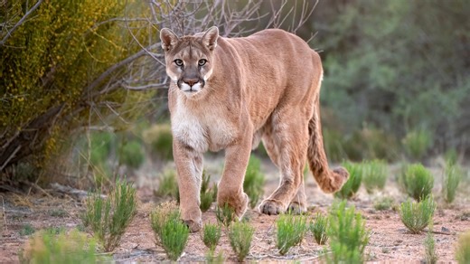 1 dead, 1 injured after mountain lion attack in California