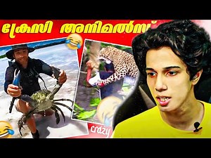 FUNNY ANIMALS REACTIONS...|Vectorheal