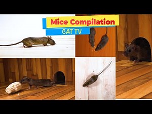 CATS TV - ULTIMATE Mice Compilation Game for Cats & Dogs - 4 HOURS