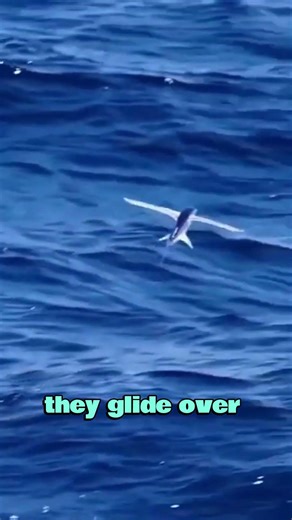 Wait… Since when can Fish FLY? 🐟✈️ #animals #curiosity #animalfacts