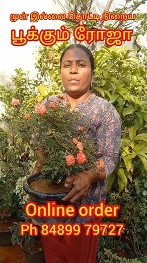 Orange button rose, a rose that blooms every day without thorns