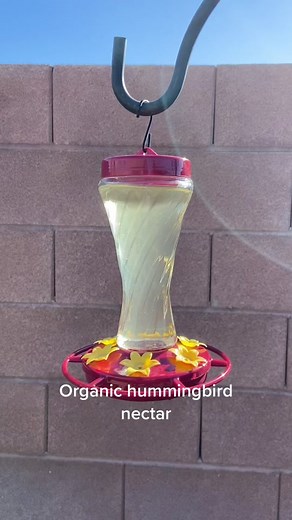 homemade hummingbird nectar ✨ #recipe #hummingbird #nectar #organic #homemade #timemachine