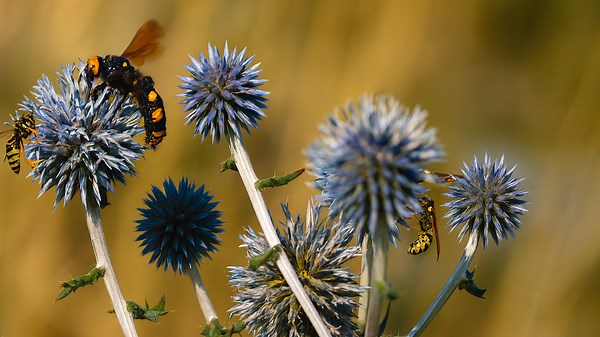 Giant wood wasp – A powerful wasp from South Moravia