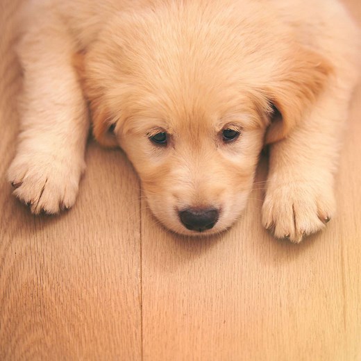 6 Signs Your Dog Is Stressed or Sad—and What to Do About It