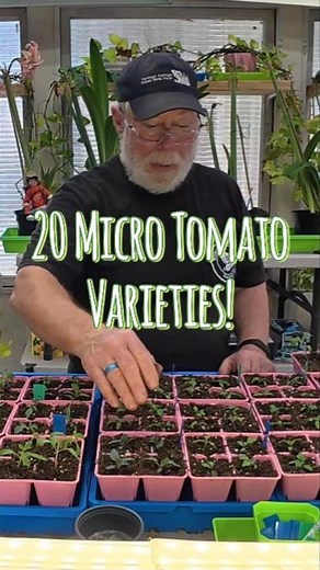 8. Micro Tomatoes: 20 Varieties of Micro Tomatoes — Potted Up and Ready to Grow