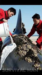 Dog Saves Shark from DEADLY Barnacles