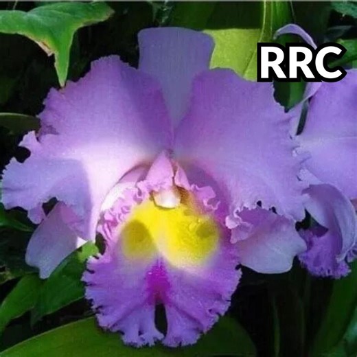 50 Purple Cattleya Hybrida Seeds | Queen of Orchids | Exotic Fragrant Tropical Flower Seed - Etsy